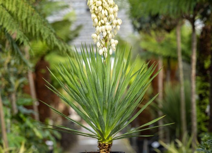 Юкка: уход и преимущества для вашего дома