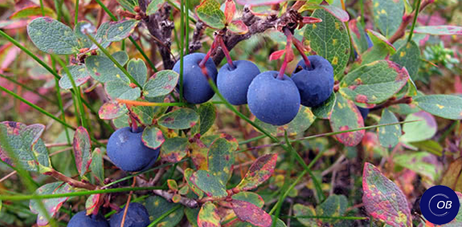 Как и когда правильно обрезать голубику