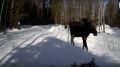 Лось устроил весенний променад под мартовским солнцем в заповеднике