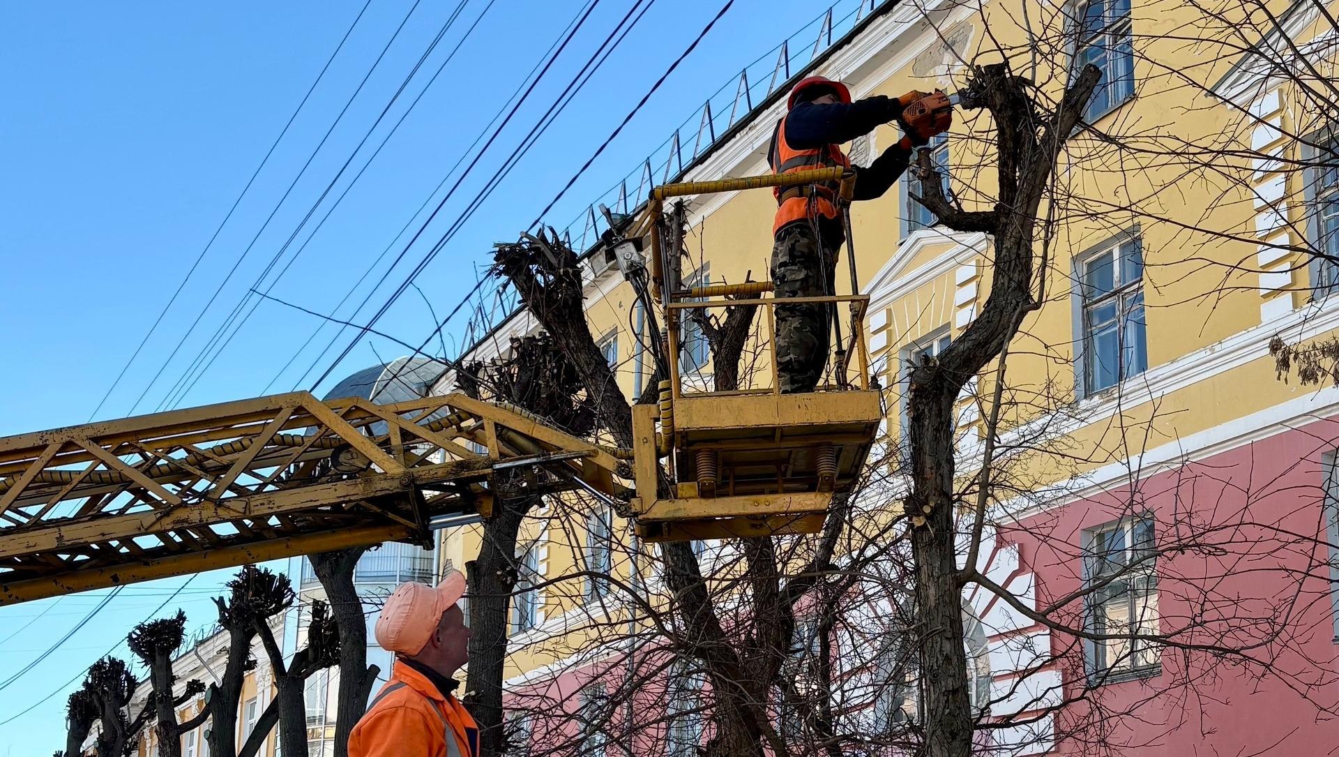 Деревьям в Йошкар-Оле устроили большую стрижку