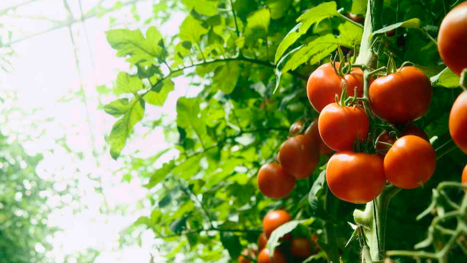 Как выбрать надежные сорта томатов и получить стабильный урожай