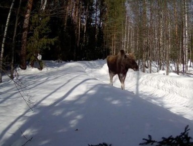 � ����������� �������� ������� � �������� ����� ����������� �������� ����������� �������, � ������ � ��� � �������� ��������� ����� ��������