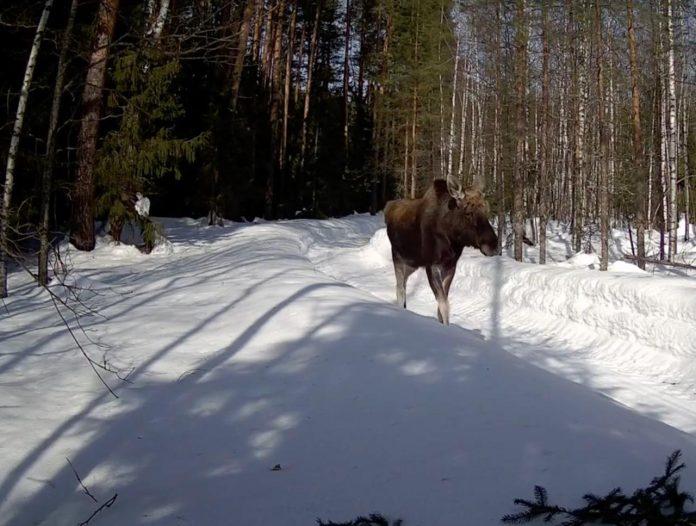В заповеднике «Большая Кокшага» с приходом марта фиксируется активное пробуждение природы, а вместе с ней и заметное оживление диких животных