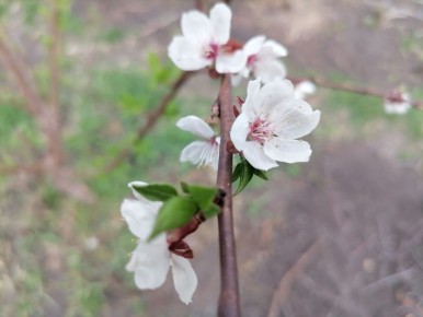 Почему климат не всегда решает: сравнение условий для садоводов по России
