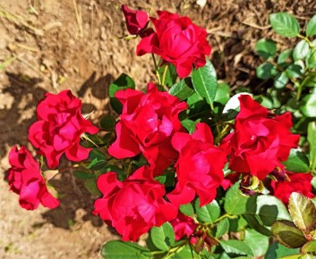 Как не навредить розам: частые ошибки осенью