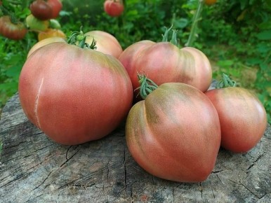 Как вырастить 11 кг томатов с одного куста: секреты от опытных садоводов