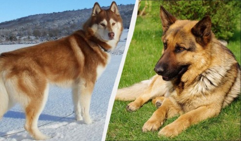 Сила и преданность: семь лучших служебных собачьих пород