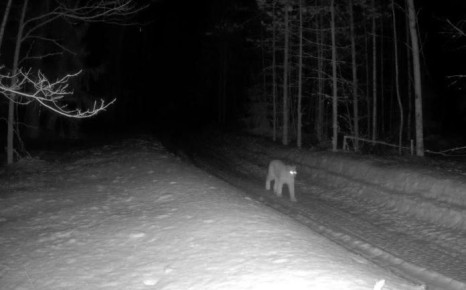 � ����������� �������� ������� ������������� ���������� ����, ������������� ���� ����������