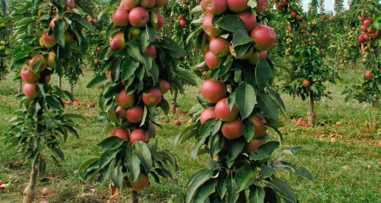 Уход за колоновидной яблоней: секреты обрезки