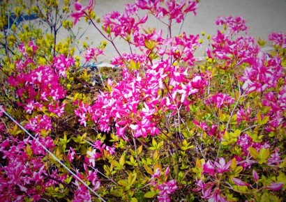 Почему я избегаю обрезки весной: советы для садоводов