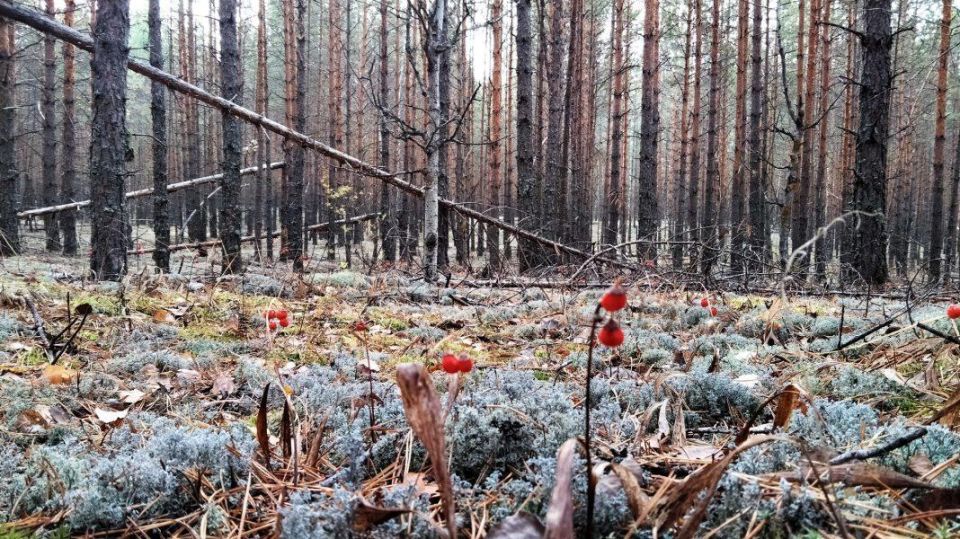 �� ���������� ����� ���� � ��������� ��������������� ��������� ������ ����� ��