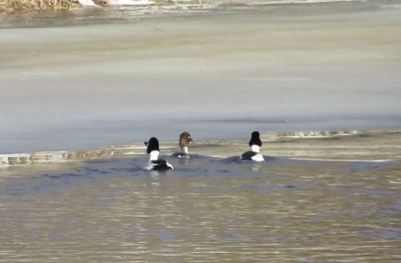 �������� ������-��� ���������� ������� � ������������� ���������� ���������� ����� ������� �������������