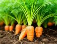 Зелень с огорода: нутрициолог рекомендует использовать ботву моркови и свёклы