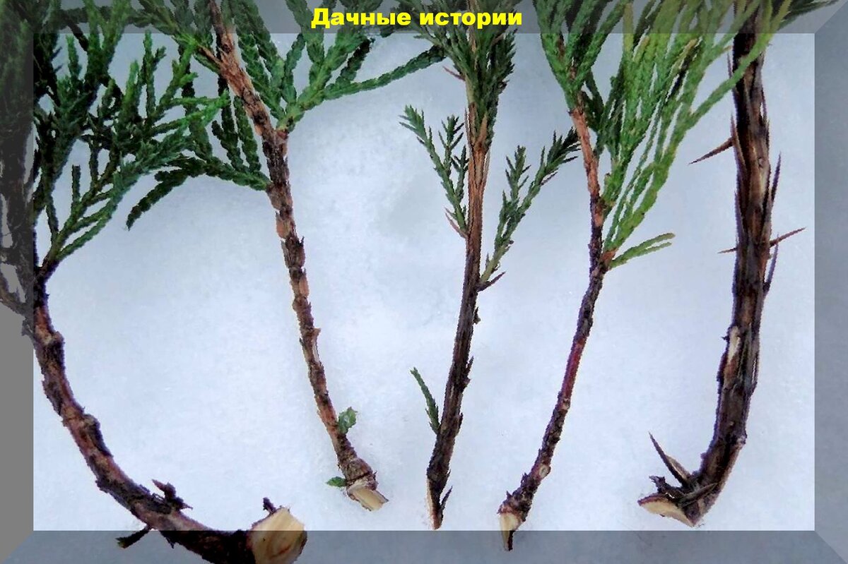 Зимнее черенкование хвойных: как успешно размножить туи и можжевельники