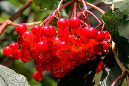 ������ �� ����� �������: ����� �� ���������� ��� ��������?