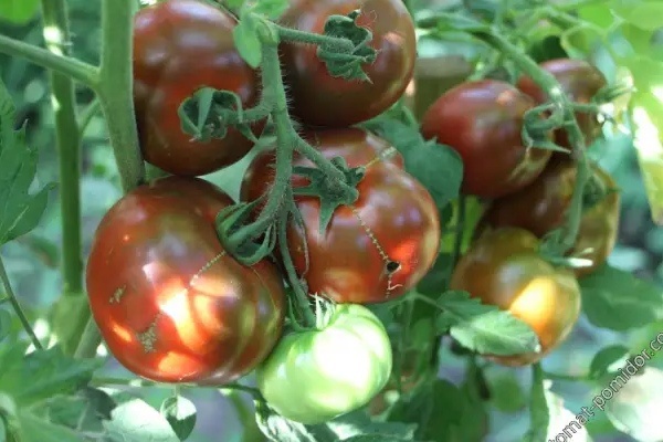 Томаты Чёрная магия: секреты выращивания необычного сорта с уникальным вкусом