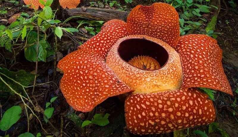 Раффлезия: удивительное растение с необычным ароматом