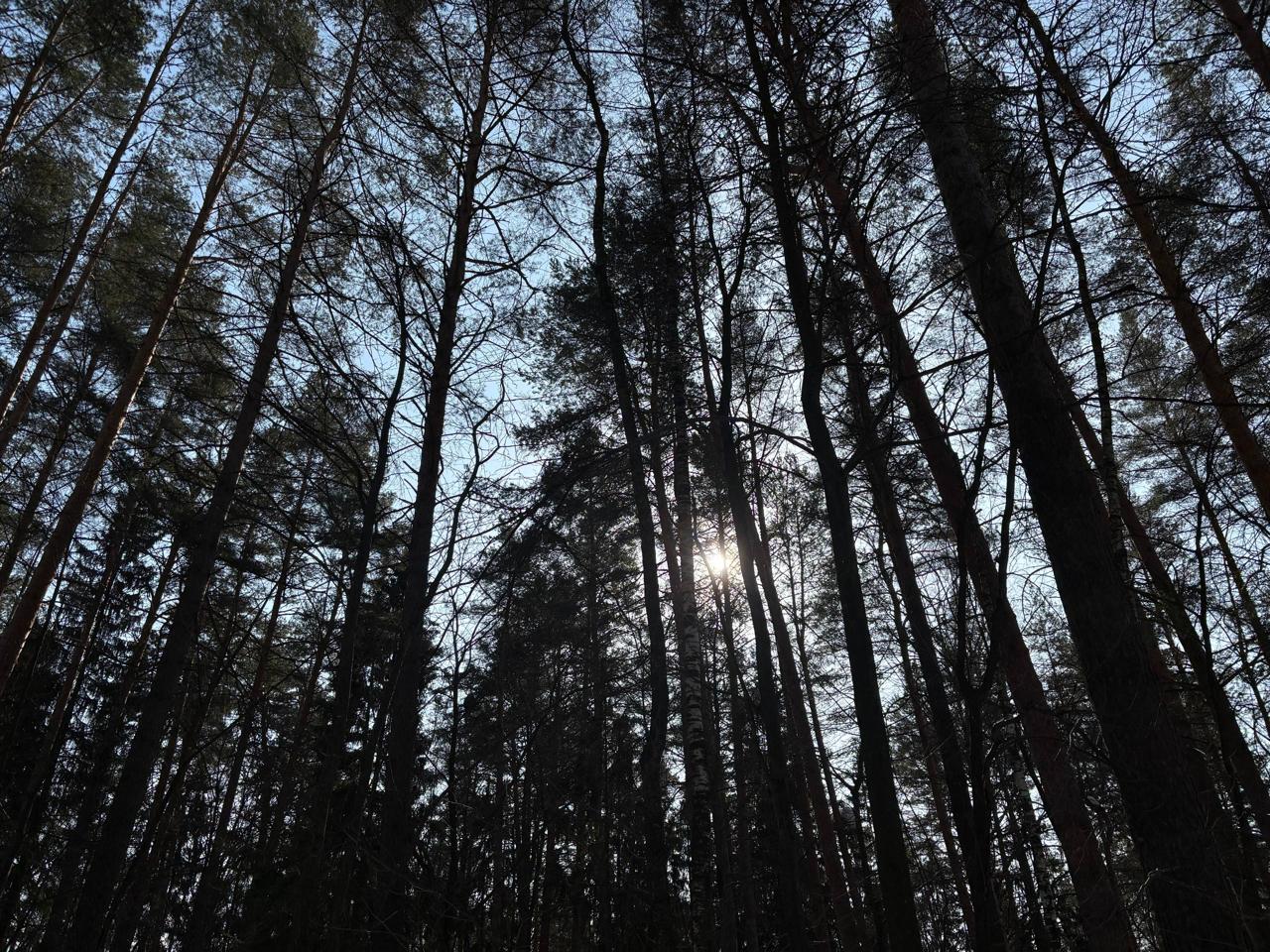 В апреле масштабные лесные пожары Марий Эл не грозят, но в сентябре все может измениться