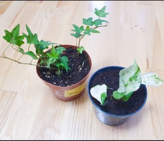 Как ухаживать за уцененными растениями: секреты успешной адаптации