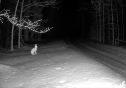 В заповеднике «Большая Кокшага» фотоловушка запечатлела, как заяц-беляк деловито обходит свои владения