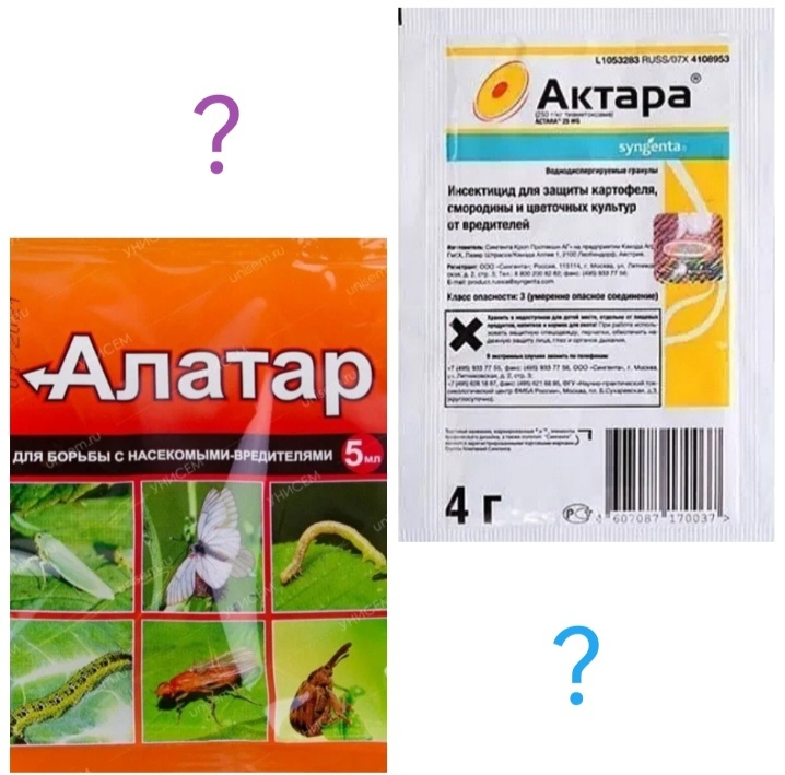 Революция в защите растений: почему «Алатар» стал предпочтительнее «Актары»