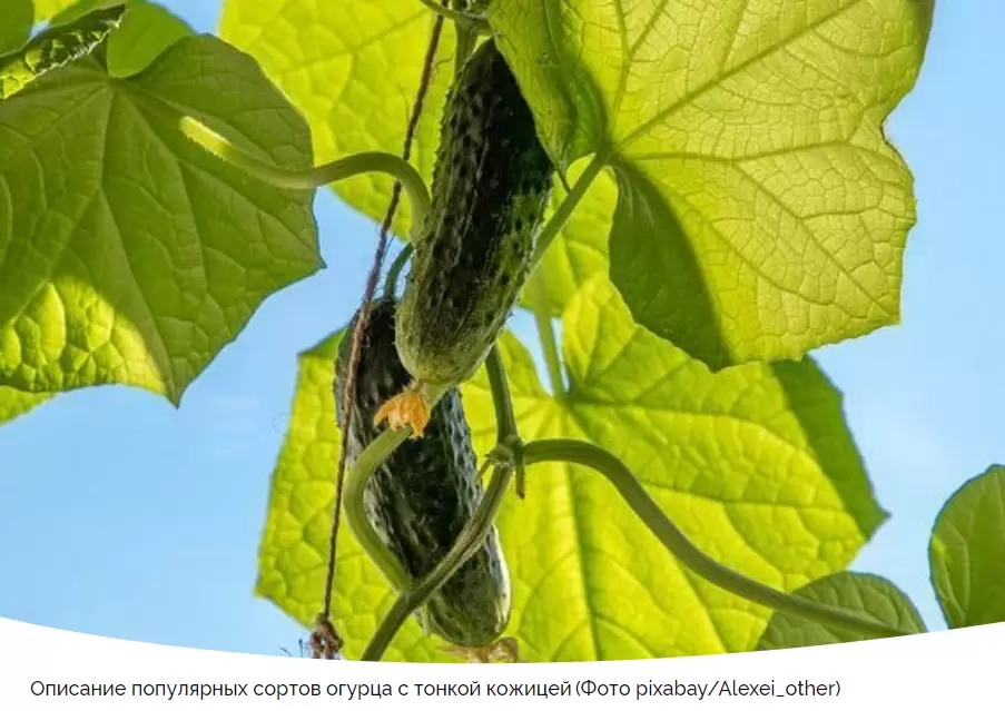 Лучшие огурцы для вашего огорода: познакомьтесь с топ-5 сортов
