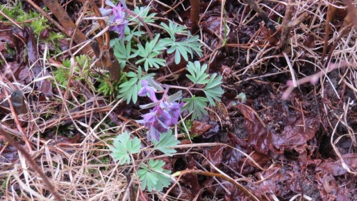 � ����������� �������� ������� ������ ������������� ������