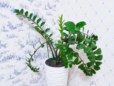 Как реанимировать сломанные листья замиокулькаса: простые и эффективные решения