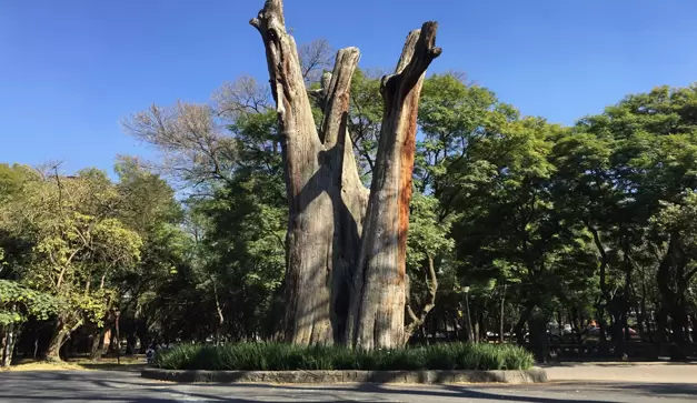 Национальное дерево Мексики: ауэуэте и его выживание в Мехико