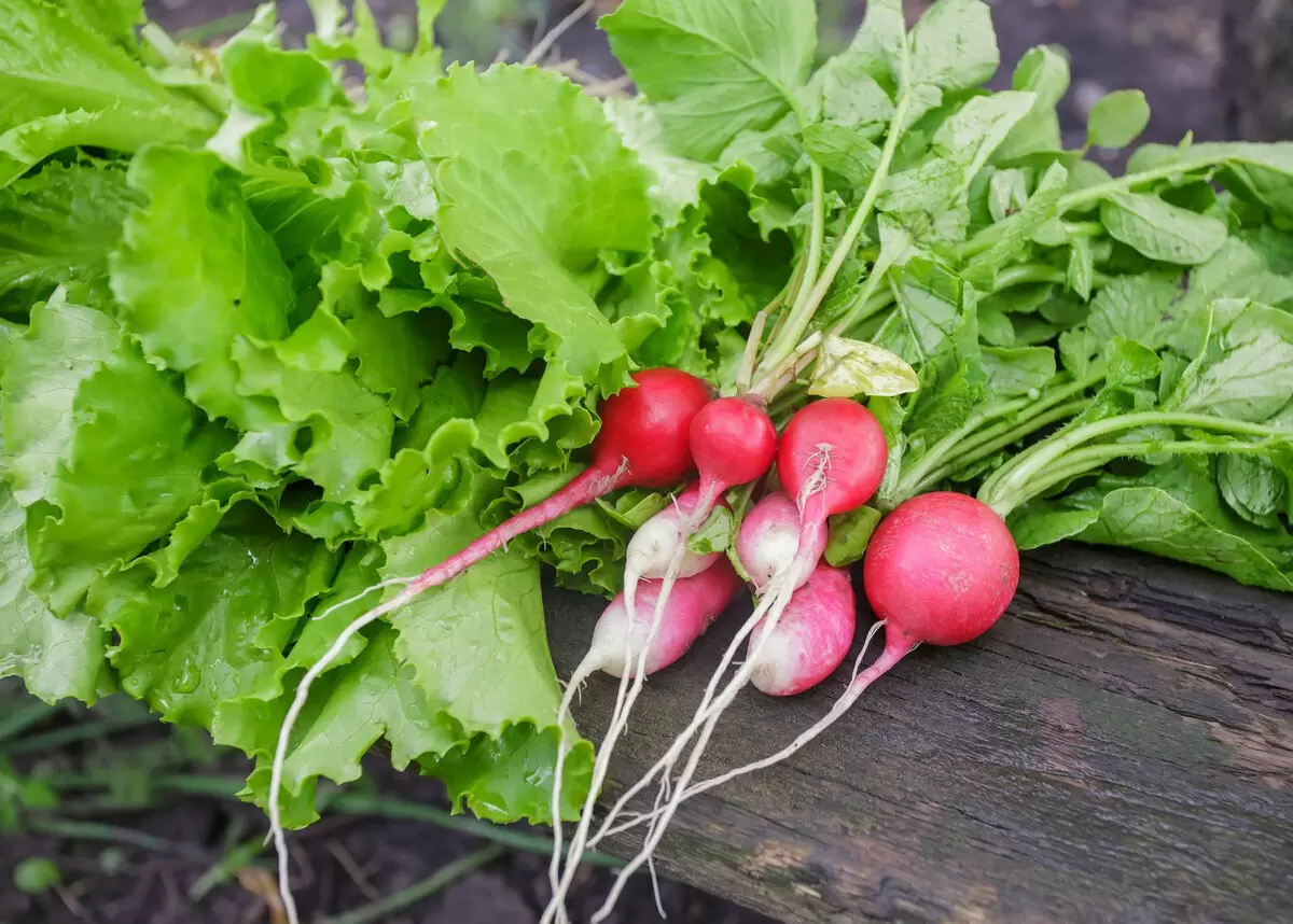 Как сохранить свежесть редиса: идеальный рецепт заготовки на зиму