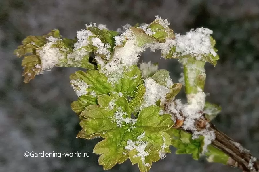 Как защитить растения от майских заморозков: 5 проверенных методов