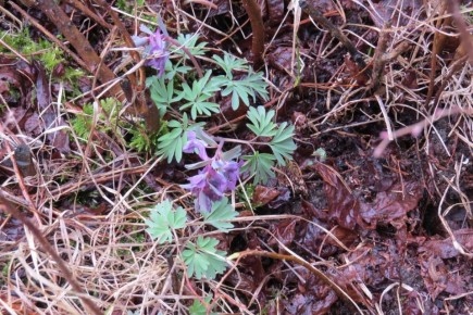 � ����������� �������� ������� ��������� ������ �������� �����