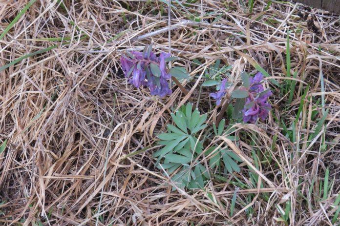 В лесах Марий Эл начался весенний сезон цветения первоцветов