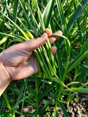 Секреты удаления стрелок чеснока и ухода за растением