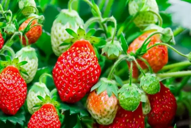 Весенний уход за клубникой: секреты здорового урожая