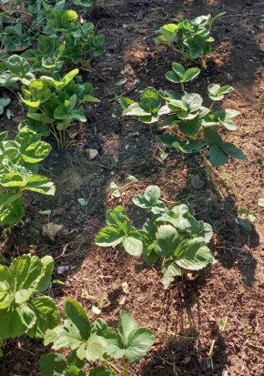 ��� ������������ ������ ��������� ����� ������: ������ ��� ���������