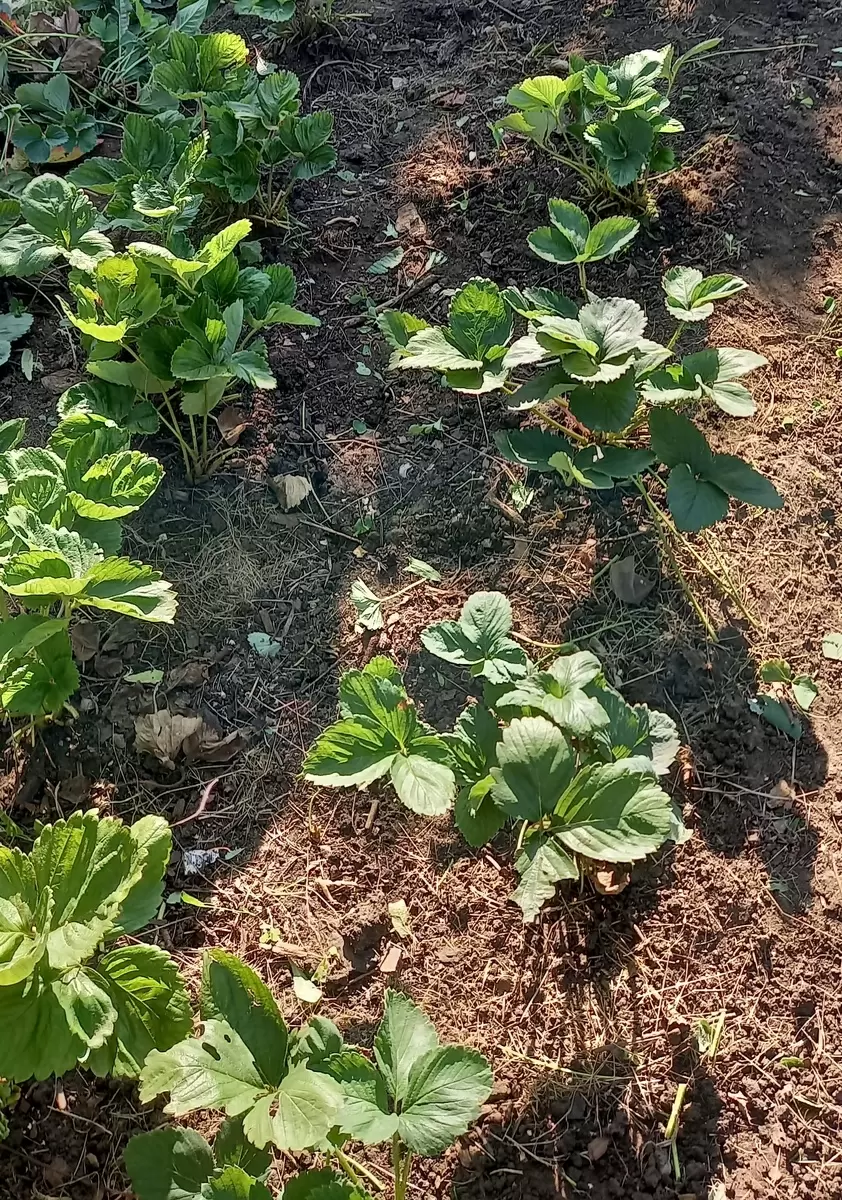 Как восстановить грядку земляники после урожая: советы для садоводов