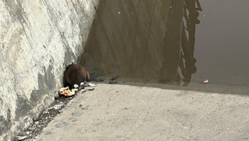 �� ���������� ������-��� ������������� ������