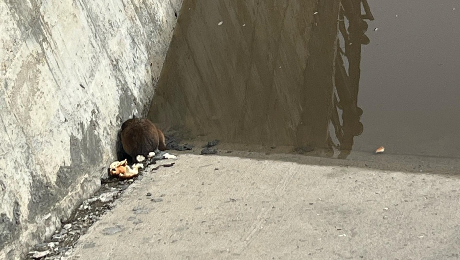 На набережной Йошкар-Олы подкармливают ондатр