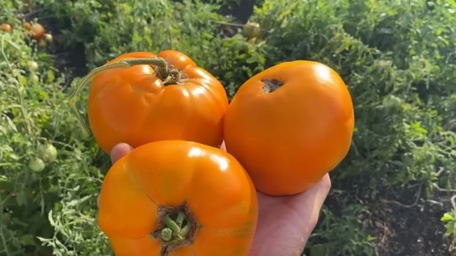 ��� ��������� ���������� ������: ������� ������ �� ��������