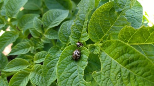 Как спасти урожай картошки от колорадского жука: проверенные методы