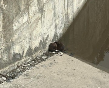 В районе йошкар-олинской набережной наблюдательные горожане заметили необычных зверьков, которых сначала приняли за бобрят