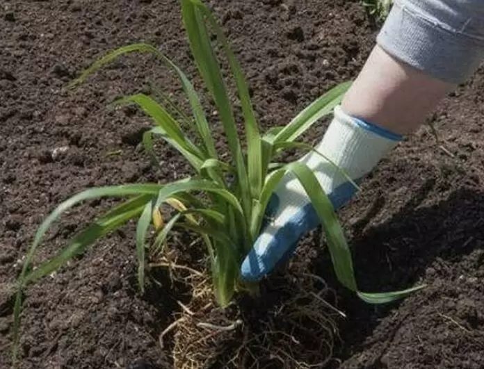 Как вернуть жизнь многолетникам после зимы