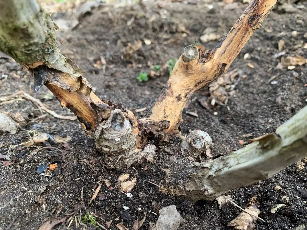 Как предотвратить повреждение гортензий весной