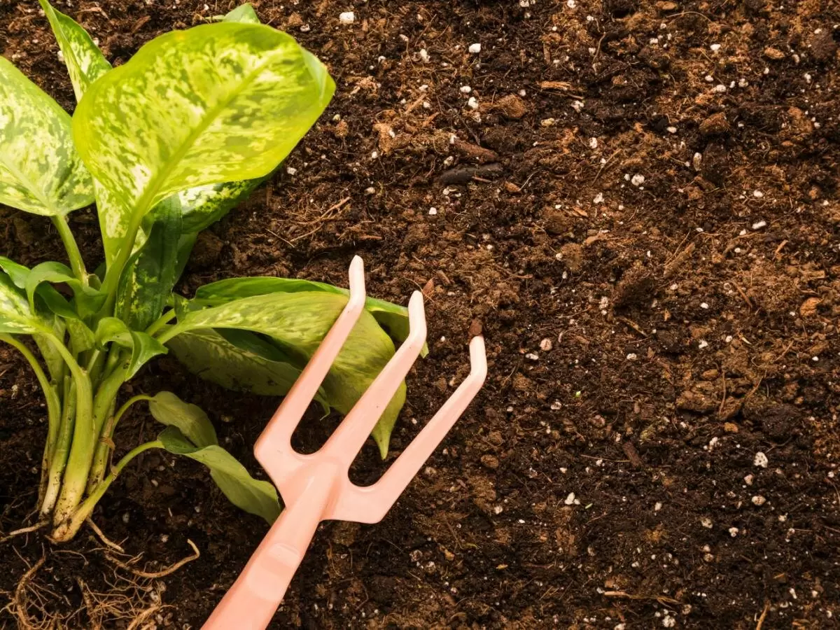 Цветы, которые могут изменить вашу жизнь на даче: секреты фэншуй