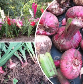 Пошаговое руководство по выкапыванию и зимовке гладиолусов