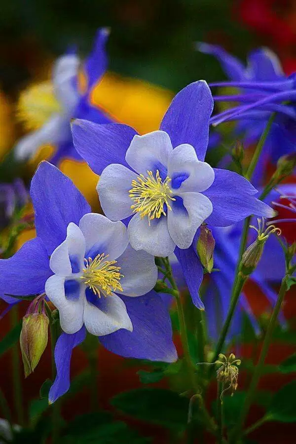 Аквилегия: цветок, который заботится о себе сам