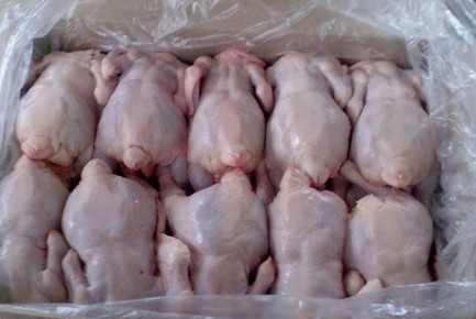 Куриное мясо: что скрывается за привычным столом?