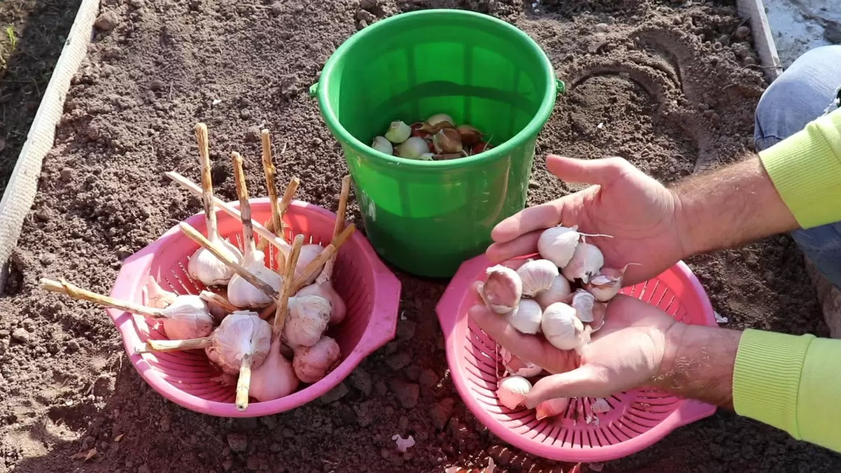 Каждый шаг важен: как правильно посадить чеснок под зиму для отличного урожая