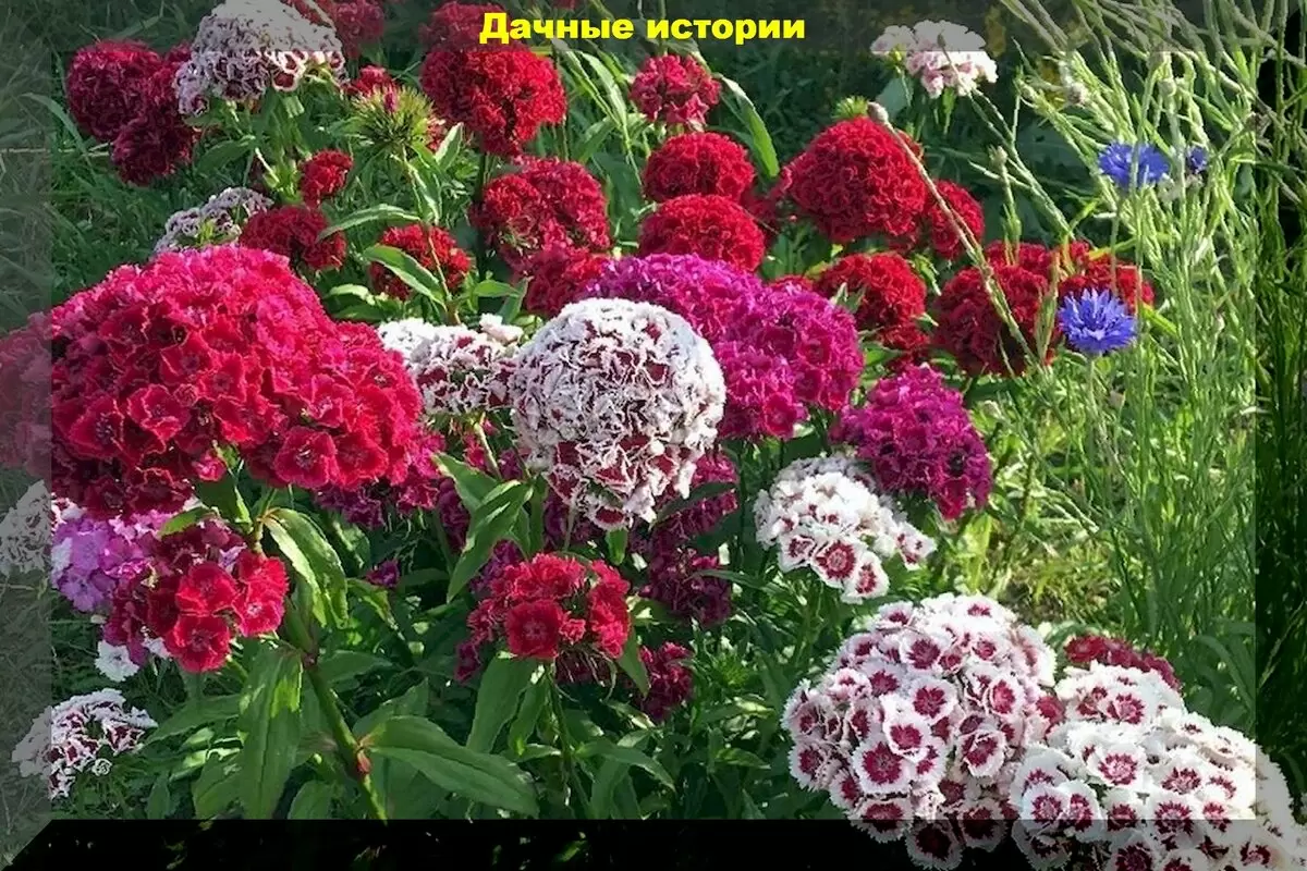 Турецкая гвоздика: секреты регулярного цветения каждый год